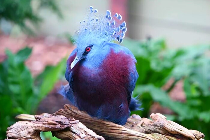 O pombo mais lindo