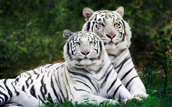 Tigre de Bengala blanco (Panthera tigris bengalensis)