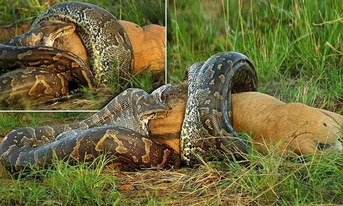 Retikulert python svelger byttedyr