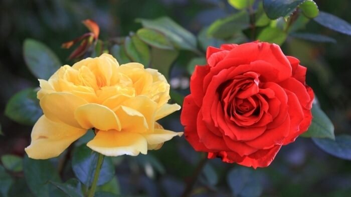 A Rosa Aida a legillatosabb virág a világon