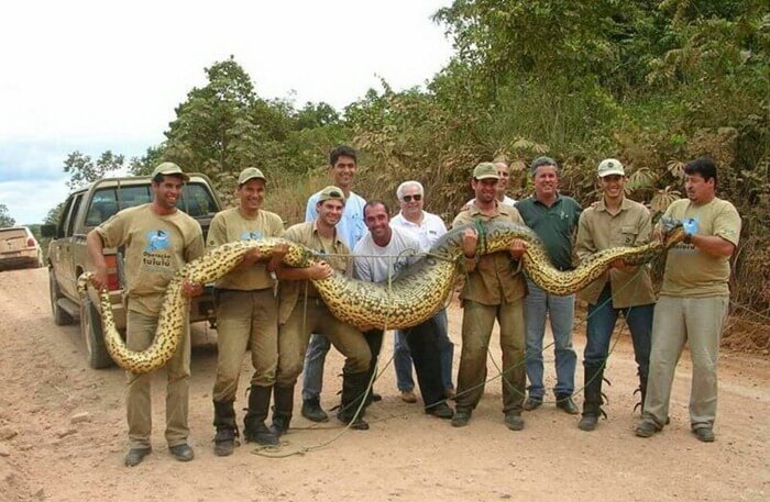 Tinklinis pitonas yra didžiausia gyvatė pasaulyje