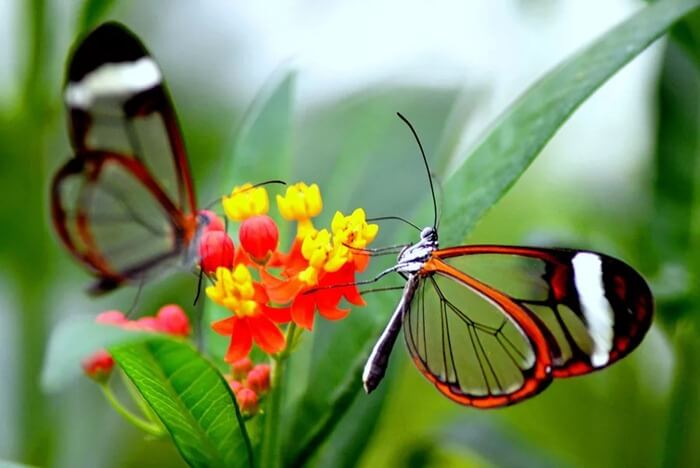 Borboleta de vidro (Greta oto) - a borboleta mais bonita