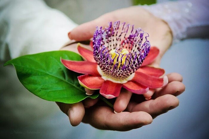 Passionflower (Passiflora)