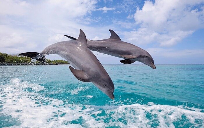 Smuk delfin (delfin)