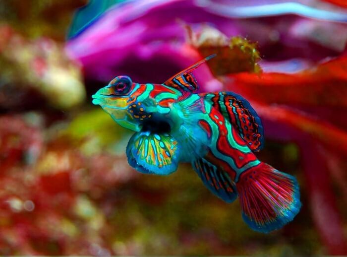 Mandarinand (Synchiropus splendidus) - den smukkeste fisk