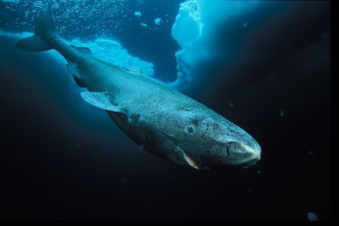 Grönlandi cápa