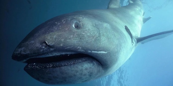Pelagische largemouth haai