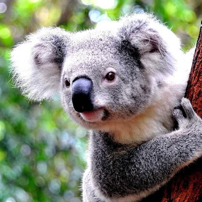 Koala comel