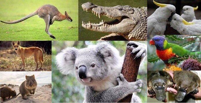 Animals que viuen a Austràlia