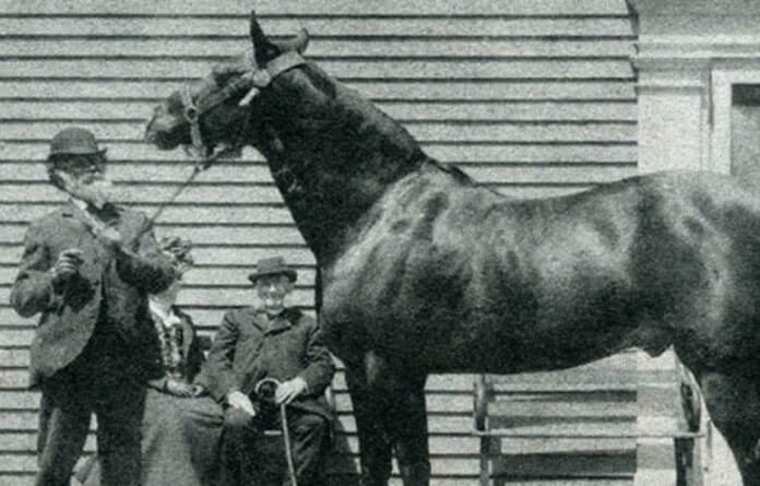 Paard Mooie Jim Key en William Kay
