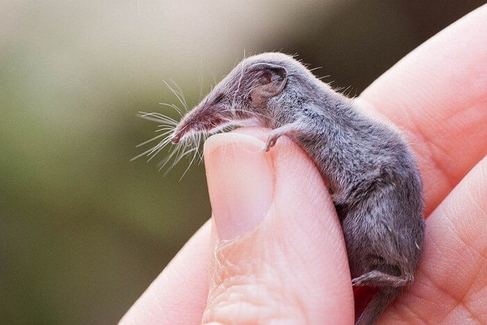 El roedor más pequeño del planeta.