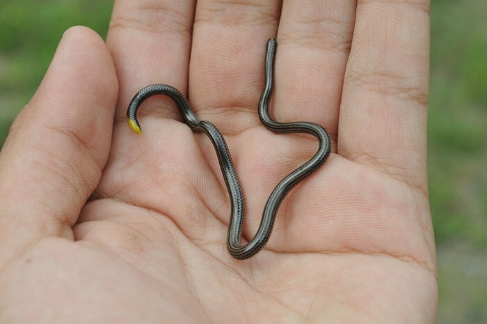 La serpiente más pequeña de la Tierra.