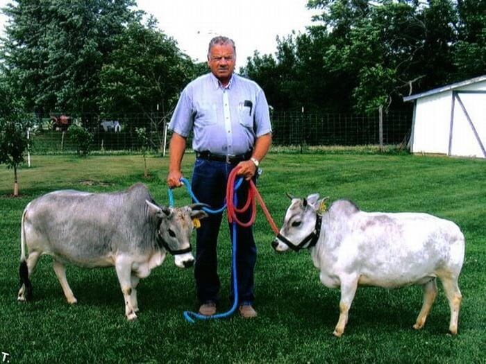 Vacas Vechur são os menores animais do mundo