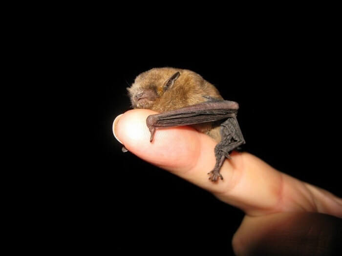 El murciélago más pequeño del mundo