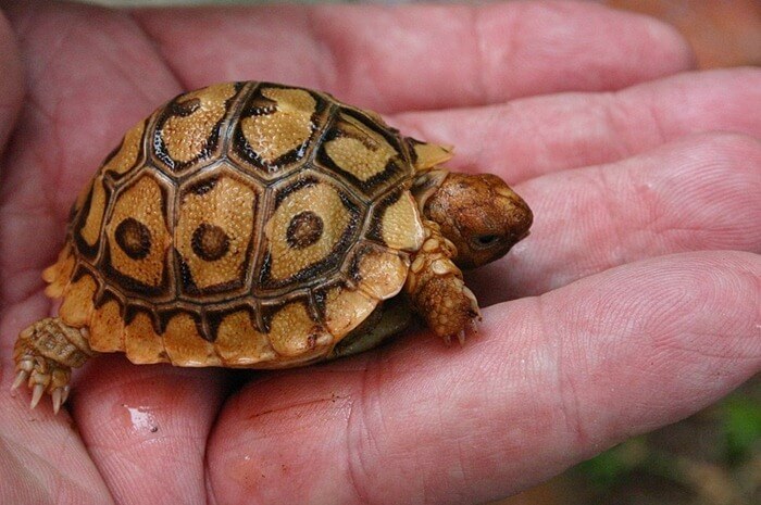 Cape pilkullinen tasainen kilpikonna