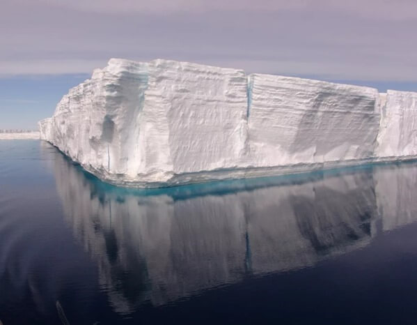 Weddell-tenger