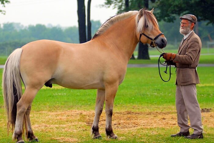 Norweski koń fiordzki