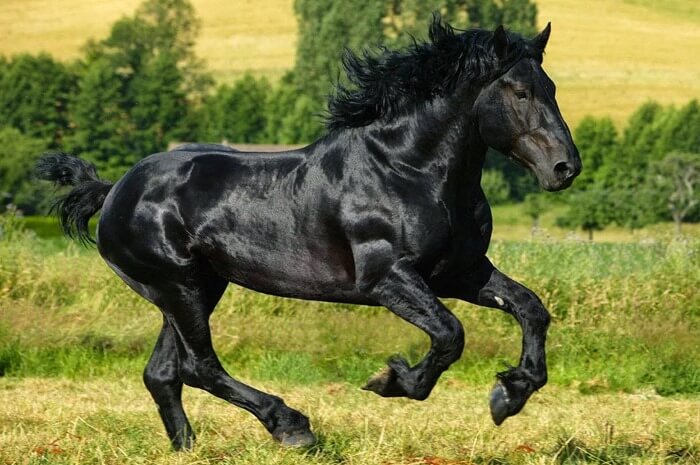 Percheron paard