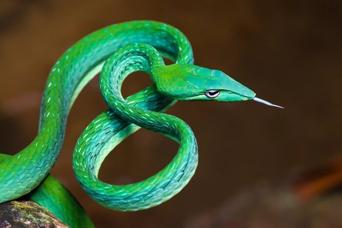 Frusta verde erba, bellissimo serpente