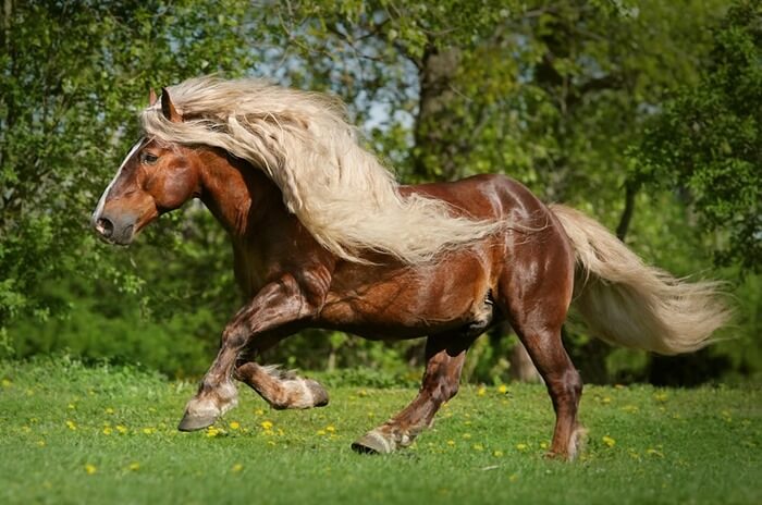 Cavall del bosc negre