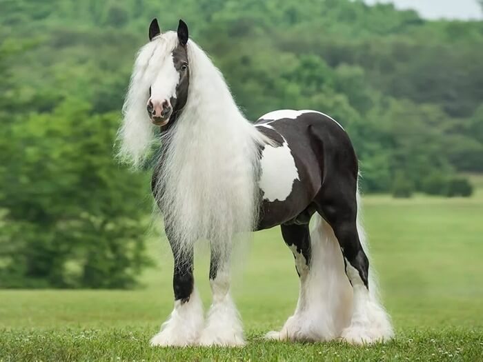 Cavall d'arnès gitano (Tinker, Irish Cob)