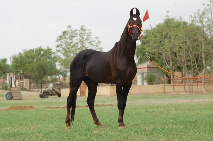Marwar paard