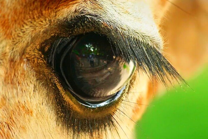 ยีราฟ - ขนตาที่ยาวที่สุดในสัตว์