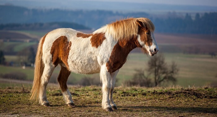 Islantilainen hevonen