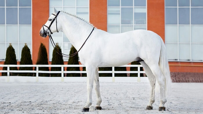 Cavall Oldenburg