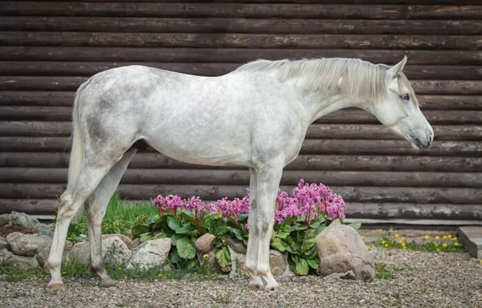 Cavallo di Tersk