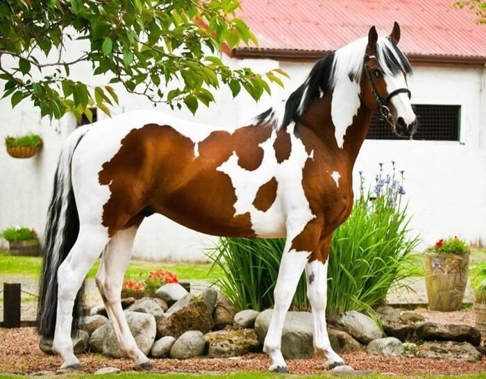 Cavalo de pintura americano