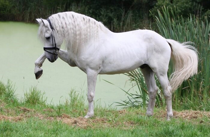 Andalusisch paard