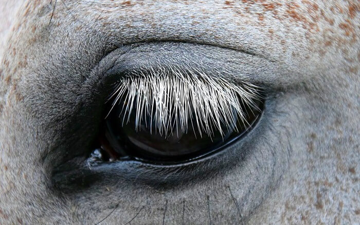 Heste øjenvipper