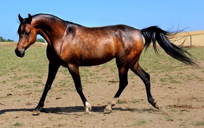 Arabialainen hevonen
