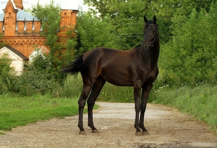 Cavalo russo (Orlovo-Rostopchinskaya)