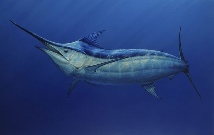 Marlin azul do atlântico