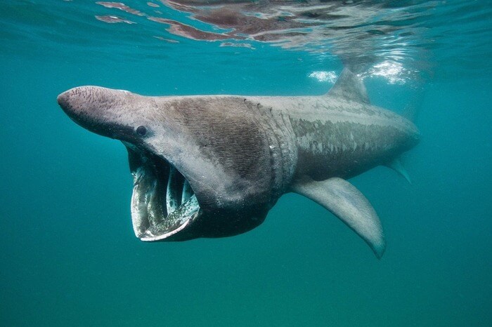 Гигантска акула
