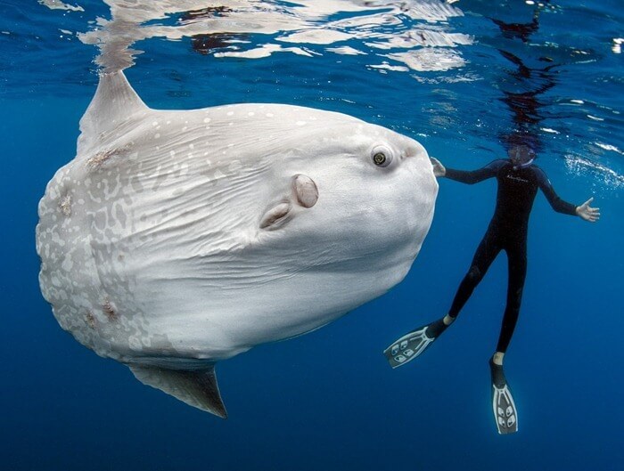 Sunfish gigante