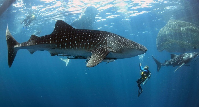 Banginių ryklys yra didžiausia žuvis pasaulyje