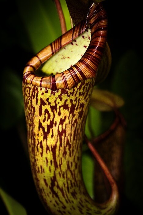 Nepenthes attenbo rawhii
