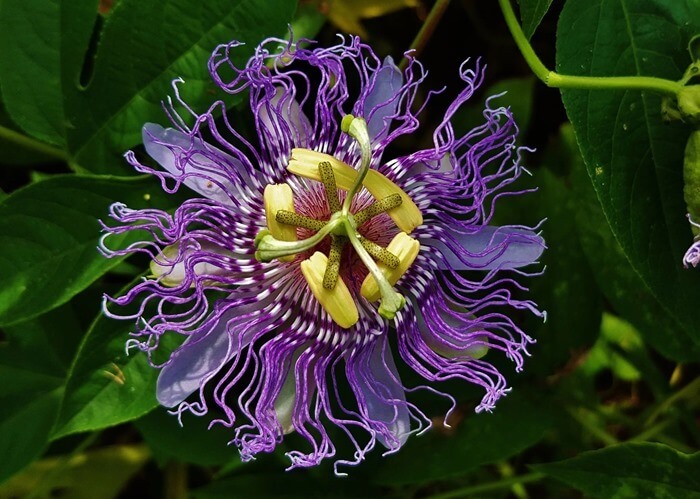 Passiflora Incnata