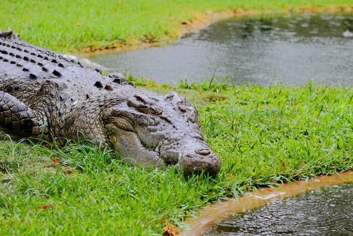 Een gekamde krokodil is het engste dier