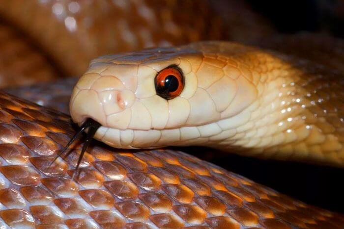 Taipan, a legrosszabb és legmérgezőbb kígyó