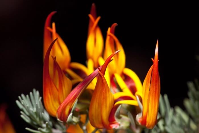 Lotus berthelotii - nepaprastai graži gėlė