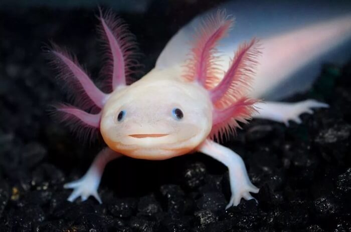 Cool Animal Axolotl