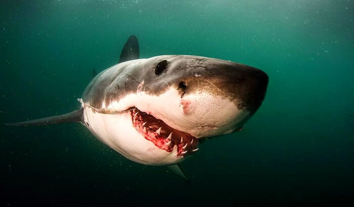 Foto van een enge witte haai