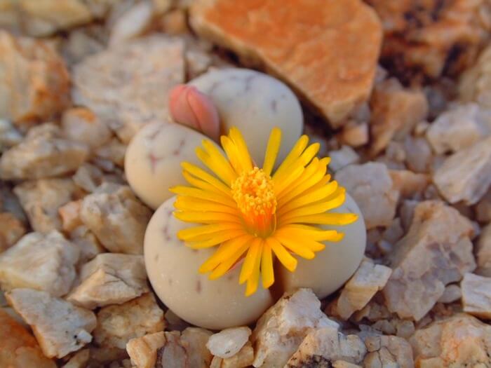 Lithops fajok - virágzó kő