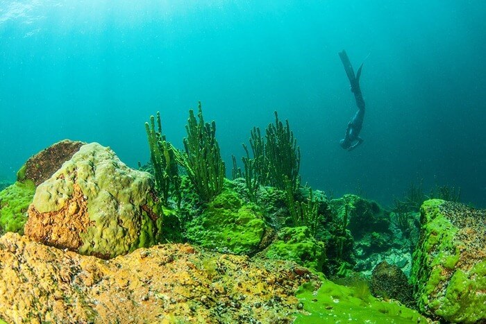 Dunia bawah laut yang menarik di Baikal