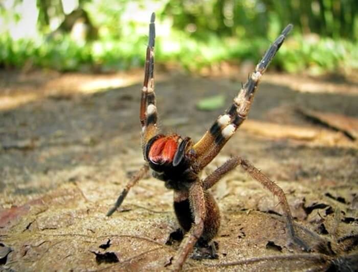 Brasiliansk vandrende edderkopp
