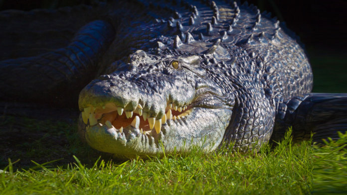 Crocodile Gustav